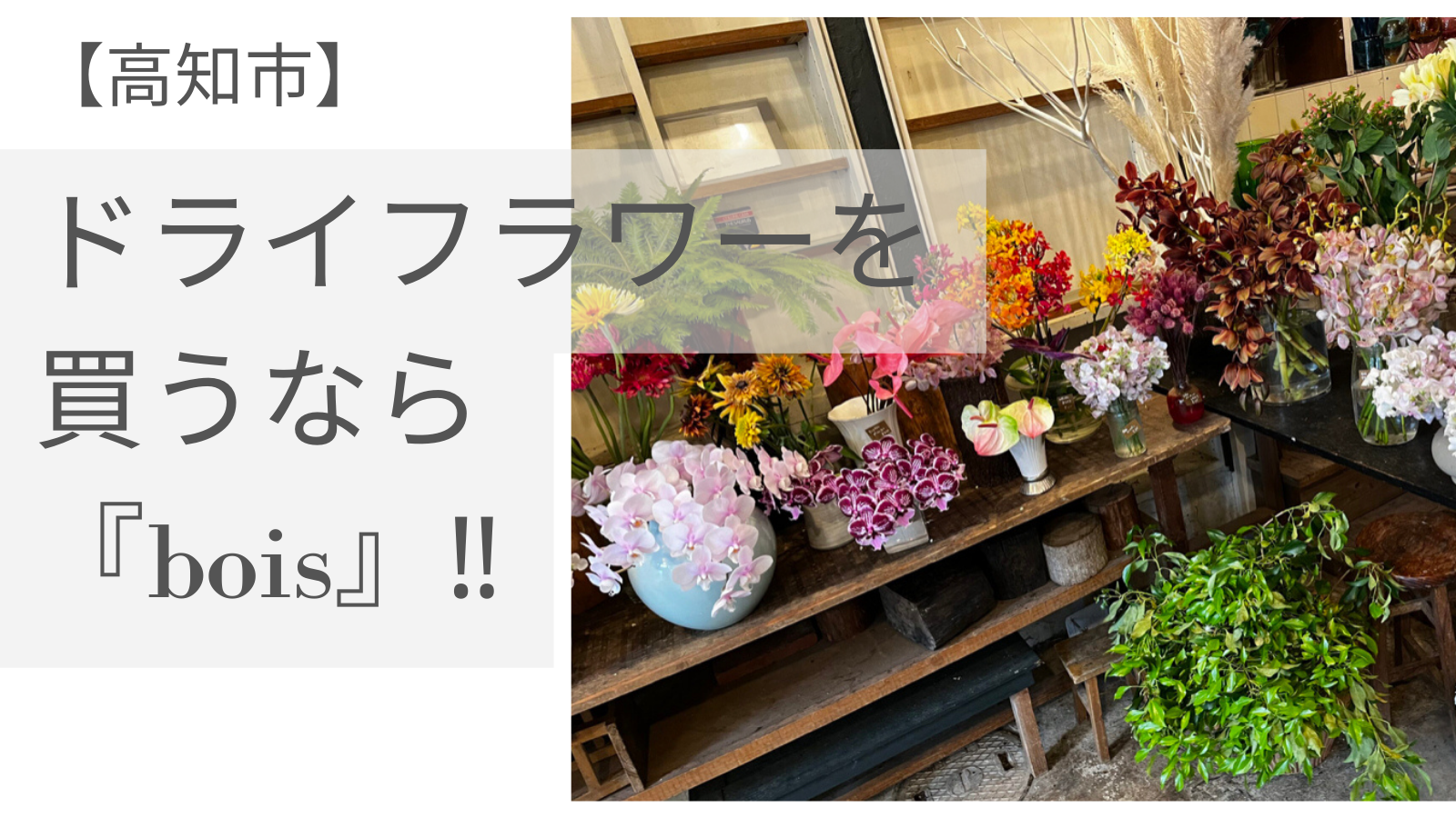 高知市 ドライフラワーを買うなら Bois ブア リピーター客の私がご紹介 断トツオシャレでおすすめです